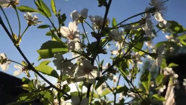 Hitaasti Vilkuttaen Kukkien Tuulessa Kesäpäivänä — kuvapankkivideo
