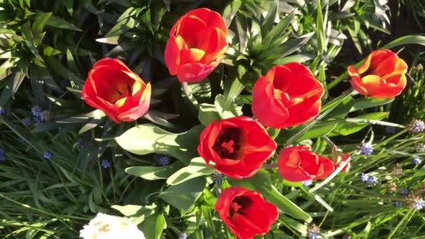 Agitant Lentement Dans Vent Des Fleurs Jour Été — Video