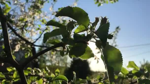 Gorące Lato Przyrodzie Wśród Kwiatów Ziół — Wideo stockowe