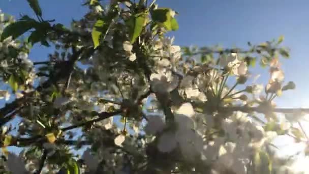 Langsames Winken Wind Der Blumen Einem Sommertag — Stockvideo