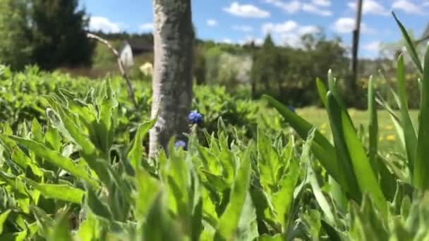 Verano Caliente Naturaleza Entre Flores Hierbas — Vídeo de stock