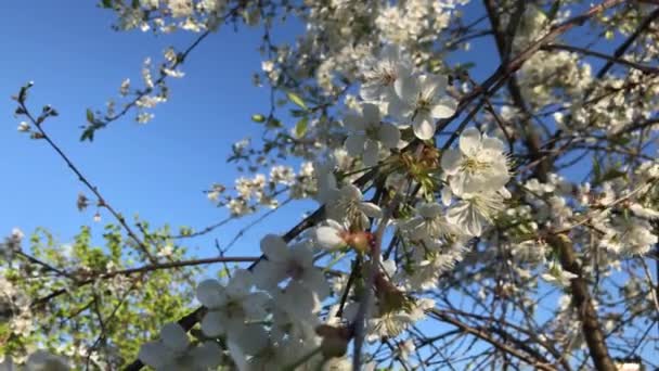 Ondeggiando Lentamente Nel Vento Dei Fiori Giorno Estate — Video Stock