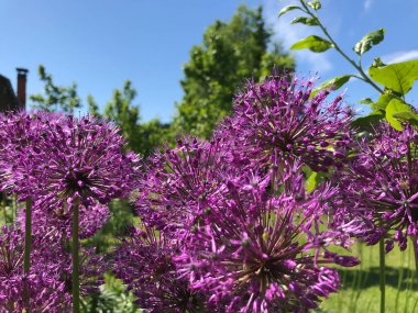 Çiçekler ve bitkilerin arasında, doğada sıcak bir yaz. Temiz hava. Yaban arıları ve arılar. Güneş ve mavi bulutsuz gökyüzü
