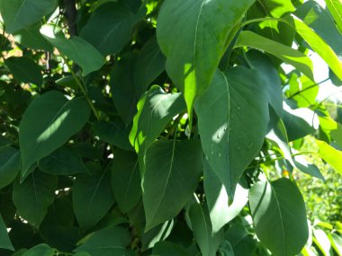 Kapalı Yeşil bitkiler güneşli bir günde 