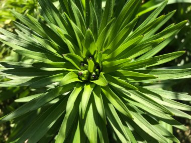Çiçekler ve bitkilerin arasında, doğada sıcak bir yaz. Temiz hava. Yaban arıları ve arılar. Güneş ve mavi bulutsuz gökyüzü