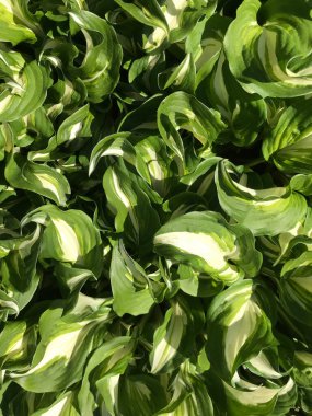 Kapalı Yeşil bitkiler güneşli bir günde 