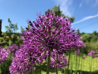Çiçekler ve bitkilerin arasında, doğada sıcak bir yaz. Temiz hava. Yaban arıları ve arılar. Güneş ve mavi bulutsuz gökyüzü