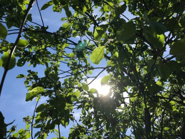 Çiçekler ve bitkilerin arasında, doğada sıcak bir yaz. Temiz hava. Yaban arıları ve arılar. Güneş ve mavi bulutsuz gökyüzü