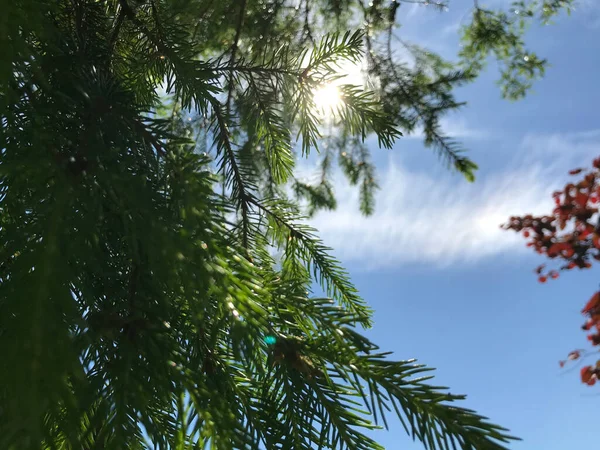 Kapalı Yeşil bitkiler güneşli bir günde 