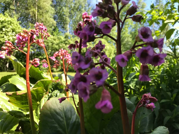 Kapalı Yeşil bitkiler güneşli bir günde 