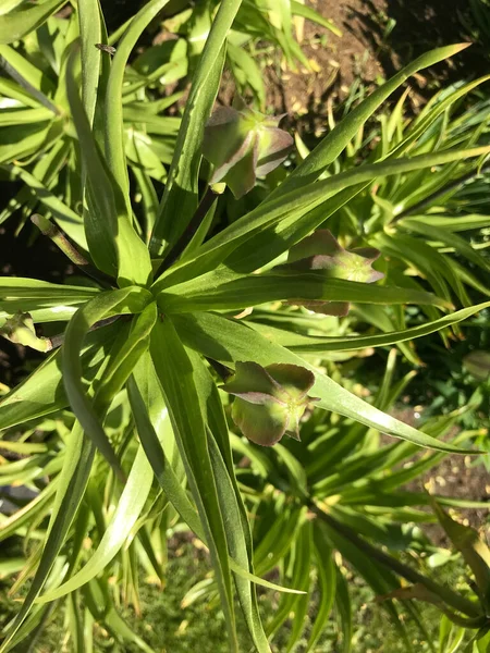 Kapalı Yeşil bitkiler güneşli bir günde 