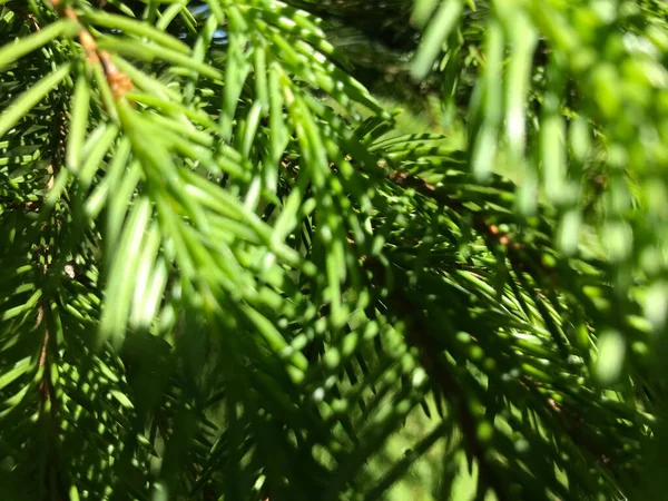 Kapalı Yeşil bitkiler güneşli bir günde 