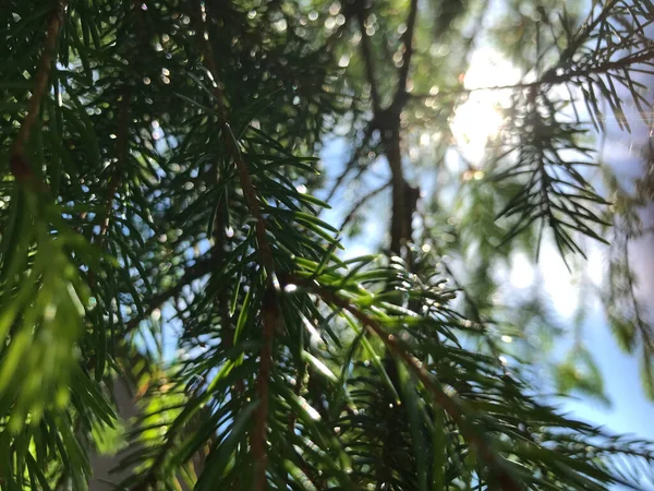 Gros Plan Plantes Vertes Dans Journée Ensoleillée — Photo