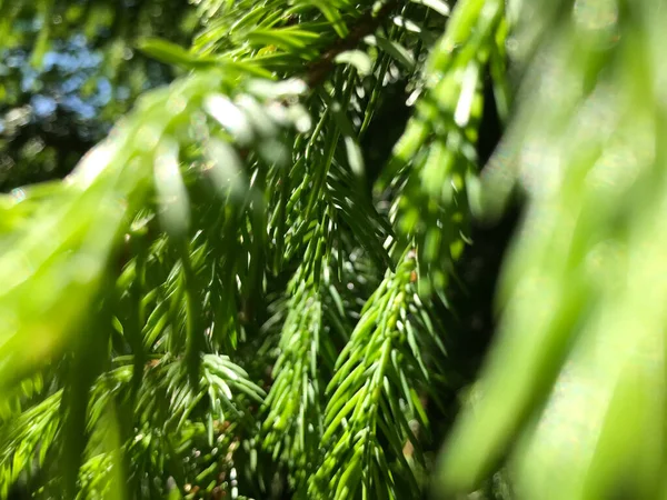 Kapalı Yeşil bitkiler güneşli bir günde 