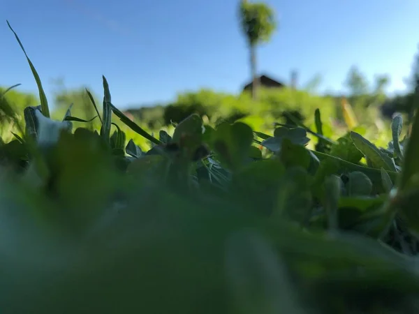 Detailní Záběr Zelené Rostliny Slunečný Den — Stock fotografie