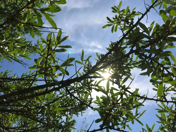 Çiçekler ve bitkilerin arasında, doğada sıcak bir yaz. Temiz hava. Yaban arıları ve arılar. Güneş ve mavi bulutsuz gökyüzü