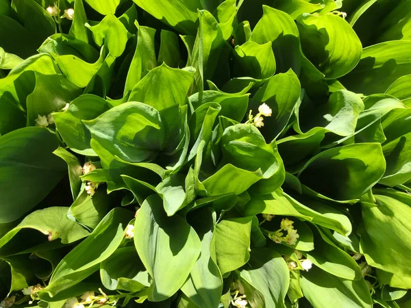 Çiçekler ve bitkilerin arasında, doğada sıcak bir yaz. Temiz hava. Yaban arıları ve arılar. Güneş ve mavi bulutsuz gökyüzü