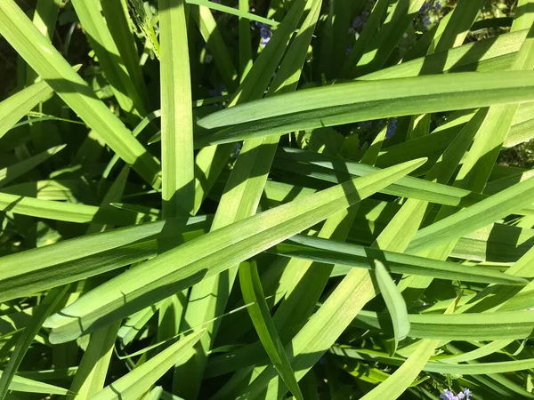 Çiçekler ve bitkilerin arasında, doğada sıcak bir yaz. Temiz hava. Yaban arıları ve arılar. Güneş ve mavi bulutsuz gökyüzü