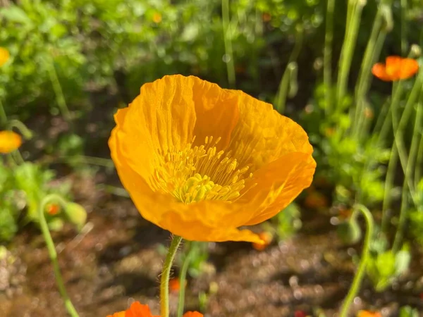 Güneşli bir günde sarı çiçek 