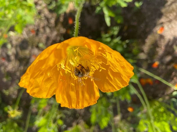 Güneşli bir günde sarı çiçek 