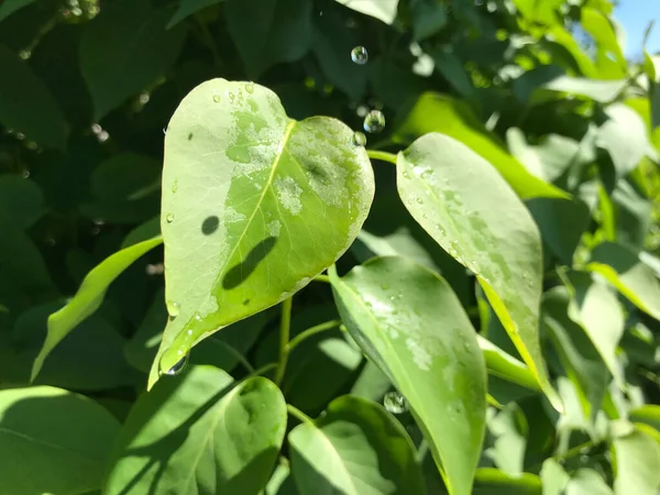 Kapalı Yeşil bitkiler güneşli bir günde 