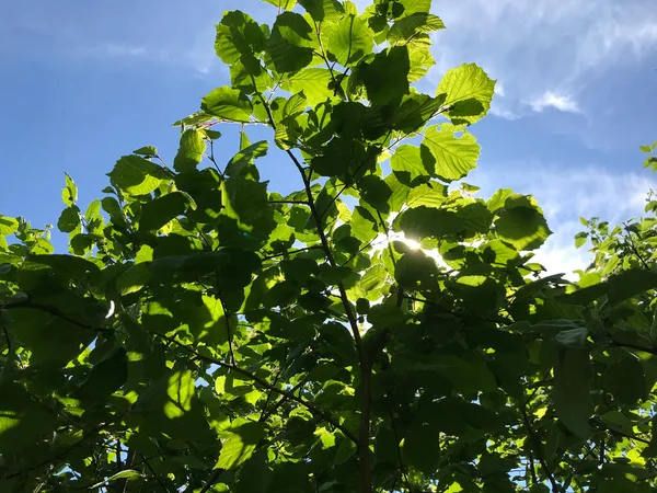 Çiçekler ve bitkilerin arasında, doğada sıcak bir yaz. Temiz hava. Yaban arıları ve arılar. Güneş ve mavi bulutsuz gökyüzü