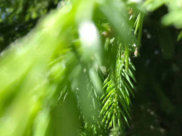 Kapalı Yeşil bitkiler güneşli bir günde 