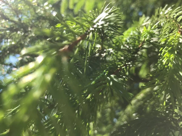 Kapalı Yeşil bitkiler güneşli bir günde 