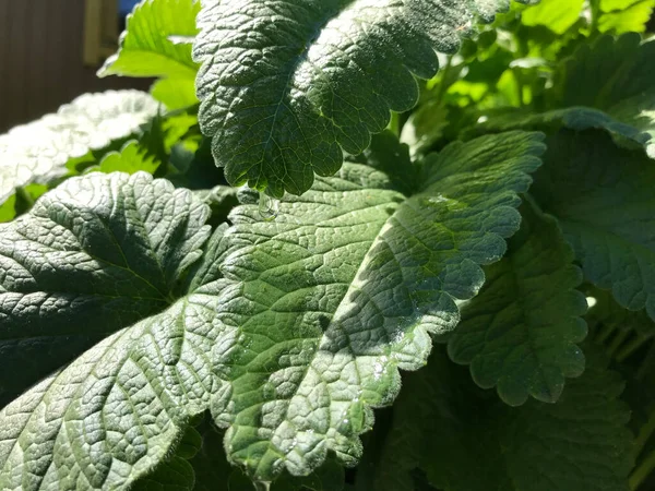 Kapalı Yeşil bitkiler güneşli bir günde 