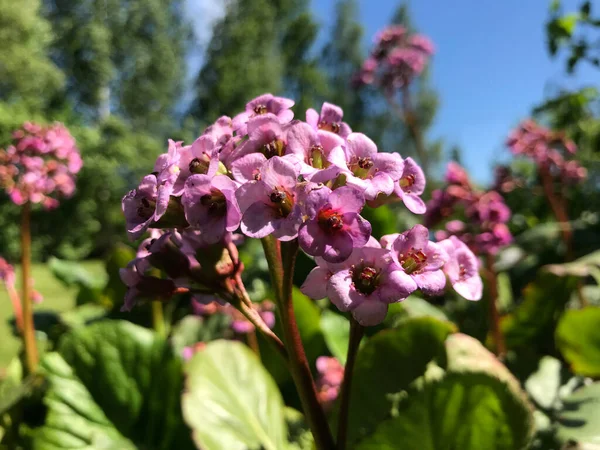 Çiçekler ve bitkilerin arasında, doğada sıcak bir yaz. Temiz hava. Yaban arıları ve arılar. Güneş ve mavi bulutsuz gökyüzü