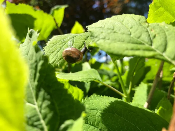 Kapalı Yeşil bitkiler güneşli bir günde 