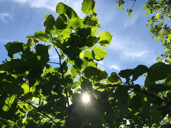 Été Chaud Dans Nature Parmi Les Fleurs Les Herbes Air — Photo