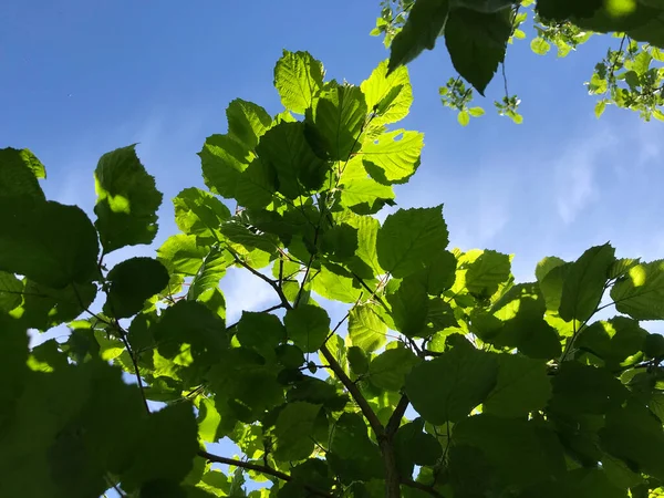 Çiçekler ve bitkilerin arasında, doğada sıcak bir yaz. Temiz hava. Yaban arıları ve arılar. Güneş ve mavi bulutsuz gökyüzü