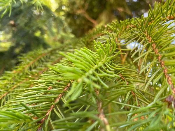 Kapalı Yeşil bitkiler güneşli bir günde 