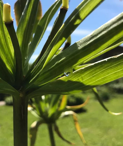 Kapalı Yeşil bitkiler güneşli bir günde 