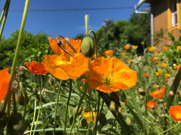 Bir yaz gününde, çiçeklerin rüzgarında yavaşça dalgalanıyor..