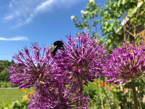 Bir yaz gününde, çiçeklerin rüzgarında yavaşça dalgalanıyor..
