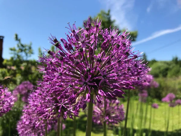 Çiçekler ve bitkilerin arasında, doğada sıcak bir yaz. Temiz hava. Yaban arıları ve arılar. Güneş ve mavi bulutsuz gökyüzü