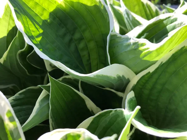 Kapalı Yeşil bitkiler güneşli bir günde 