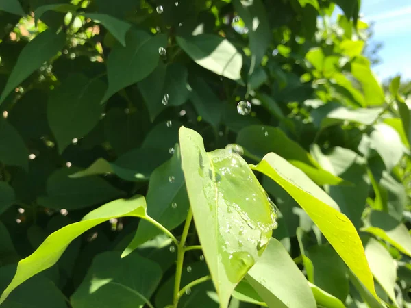 Kapalı Yeşil bitkiler güneşli bir günde 
