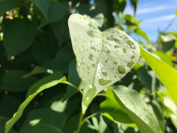 Kapalı Yeşil bitkiler güneşli bir günde 