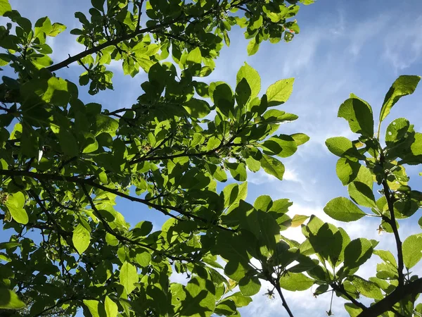 Çiçekler ve bitkilerin arasında, doğada sıcak bir yaz. Temiz hava. Yaban arıları ve arılar. Güneş ve mavi bulutsuz gökyüzü