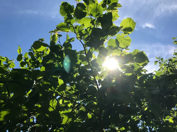 Été Chaud Dans Nature Parmi Les Fleurs Les Herbes Air — Photo