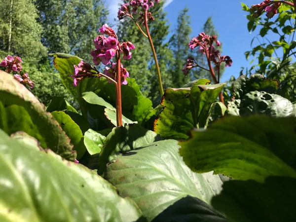 Kapalı Yeşil bitkiler güneşli bir günde 