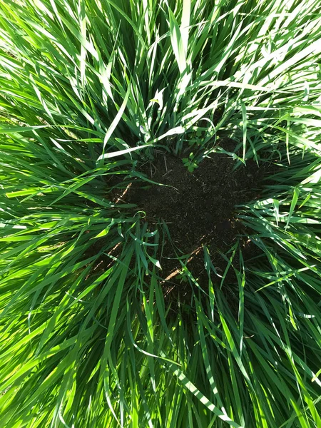 Kapalı Yeşil bitkiler güneşli bir günde 