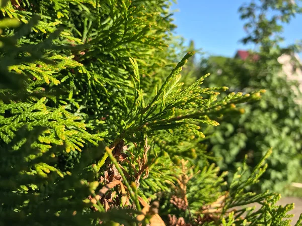 Kapalı Yeşil bitkiler güneşli bir günde 