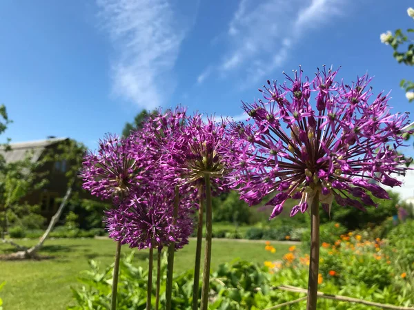 Bir yaz gününde, çiçeklerin rüzgarında yavaşça dalgalanıyor..