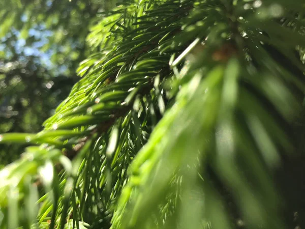 Kapalı Yeşil bitkiler güneşli bir günde 