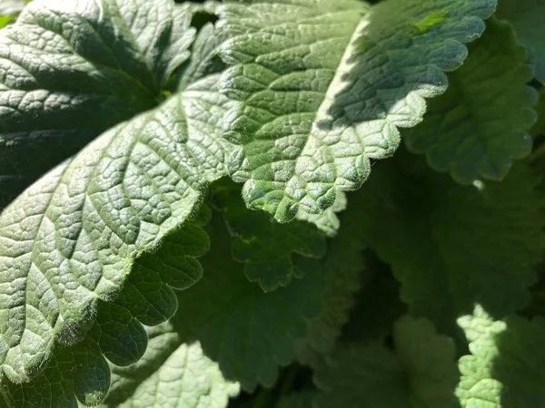 Kapalı Yeşil bitkiler güneşli bir günde 