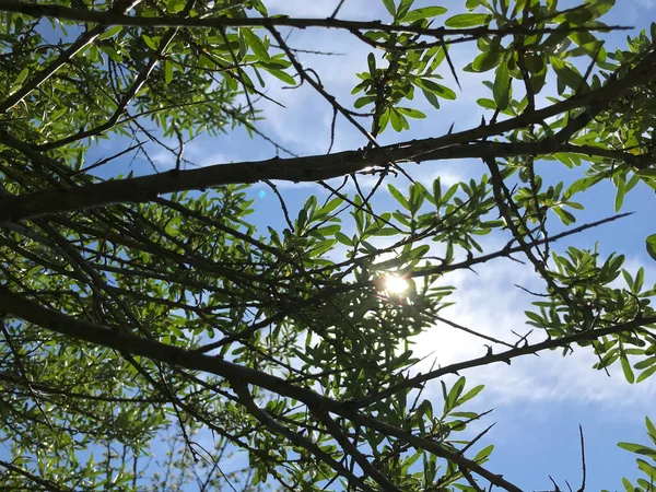 Çiçekler ve bitkilerin arasında, doğada sıcak bir yaz. Temiz hava. Yaban arıları ve arılar. Güneş ve mavi bulutsuz gökyüzü